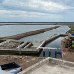 Crisis del camarón mexicano: Competitividad y contrabando amenazan al sector