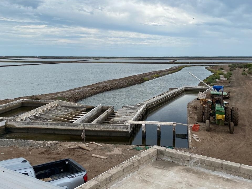 Crisis del camarón mexicano: Competitividad y contrabando amenazan al sector